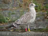 2cy LBBG, ringed in the Netherlands. 