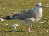 2cy LBBG in August, ringed in the Netherlands. (70352 bytes)