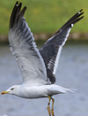 ad LBBG in August, ringed in the Netherlands. (57118 bytes)