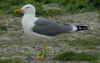 probable adult hybrid michahellis x argenteus in May, ringed in the Netherlands. (74607 bytes)