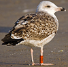 ad LBBG in October, ringed in the Netherlands. (60900 bytes)