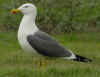 adult graellsii in May, ringed in the Netherlands. (71631 bytes)
