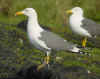 LBBGxYLG? in Januari-April, ringed in the Netherlands. (84755 bytes)