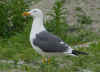 adult graellsii in May, ringed in the Netherlands. (86466 bytes)