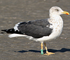 ad LBBG in October, ringed in the Netherlands. (77525 bytes)
