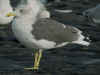 ad LBBG in October, ringed in the Netherlands. (86318 bytes)