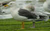 ad LBBG in October, ringed in the Netherlands. (77525 bytes)