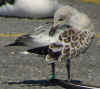 juvenile Mediterranean Gull