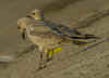 juvenile Mediterranean Gull (69625 bytes)