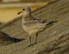 juvenile Mediterranean Gull (76483 bytes)