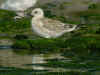 juvenile Mediterranean Gull (89926 bytes)