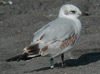 juvenile Mediterranean Gull (95969 bytes)