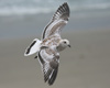juvenile Mediterranean Gull (69742 bytes)