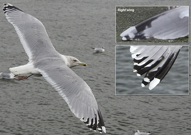 Gull Research Organisation