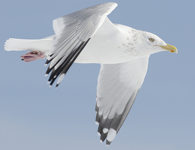 Gull Research Organisation