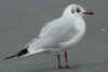 adult Black-headed Gull -ringed in Finland - in February. (45109 bytes)