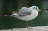 2cy Black-headed Gull -ringed in Slovakia - in February. (55575 bytes)
