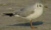2cy Black-headed Gull (71930 bytes)