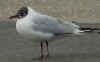 adult Black-headed Gull. (44941 bytes)