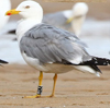 2cy michahellis in August, ringed in Switzerland.