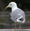 adult michahellis Yellow-legged Gull, ringed in Italy. (84904 bytes)
