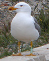 adult michahellis Yellow-legged Gull, ringed in Italy. (84904 bytes)