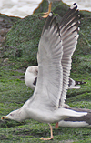 1cy L. michahellis in September, ringed in S France. (81733 bytes)