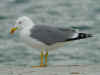 adult michahellis Yellow-legged Gull in November. (56559 bytes)