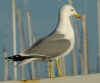 adult michahellis Yellow-legged Gull in November. (58486 bytes)