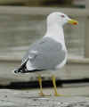 adult michahellis Yellow-legged Gull in November. (48178 bytes)