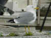 adult michahellis Yellow-legged Gull in November. (70300 bytes)