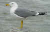 adult michahellis Yellow-legged Gull in November. (55907 bytes)