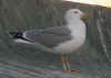 sub-adult michahellis in November, ringed in S France. (82697 bytes)