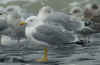adult michahellis Yellow-legged Gull in November. (58973 bytes)