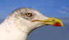 adult michahellis Yellow-legged Gull in November. (46811 bytes)