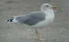 adult michahellis Yellow-legged Gull in October. (57568 bytes)