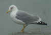 adult michahellis Yellow-legged Gull in October. (70427 bytes)