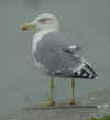 adult michahellis Yellow-legged Gull in October. (62140 bytes)