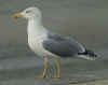 adult michahellis Yellow-legged Gull in October. (60585 bytes)