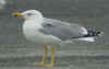 adult michahellis Yellow-legged Gull in October. (99798 bytes)