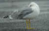 adult michahellis Yellow-legged Gull in October. (94709 bytes)