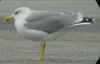 adult michahellis Yellow-legged Gull in October. (84523 bytes)