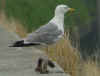 sub-adult michahellis Yellow-legged Gull in June. (68504 bytes)