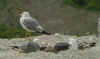 sub-adult michahellis Yellow-legged Gull in June. (51608 bytes)