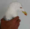 adult michahellis Yellow-legged Gull in August. (33772 bytes)