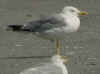 adult michahellis Yellow-legged Gull in August. (69721 bytes)