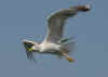 adult michahellis Yellow-legged Gull in August. (40832 bytes)