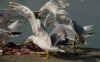 adult michahellis Yellow-legged Gull in August. (75874 bytes)