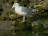 adult michahellis Yellow-legged Gull in August. (85671 bytes)