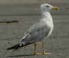 adult michahellis Yellow-legged Gull in August. (66616 bytes)